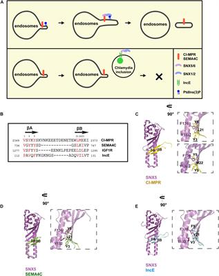 Targeting Endosomal Recycling Pathways by Bacterial and Viral Pathogens